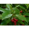 Aukuba japonská 'Rozannie'  Aucuba japonica 'Rozannie'