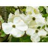 Cornus nuttalii (1)