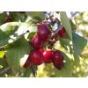 Cornus officinalis