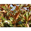 Šácholán velkokvětý 'Bracken's Brown Beauty'  Magnolia grandiflora 'Bracken's Brown Beauty'