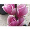 Magnolie 'Satisfaction'  Magnolia 'Satisfaction'