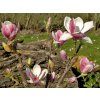 Magnolie 'Satisfaction'  Magnolia 'Satisfaction'