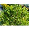Borovice blatka �Ka�enka WB� (Balen� kontejner, Tvar v��ka 40-50cm)