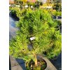 Borovice blatka �Ka�enka WB� (Balen� kontejner, Tvar v��ka 40-50cm)