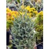 Jedle španělská 'Fastigiata'  Abies pinsapo 'Fastigiata'