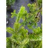 Abies nordmanniana 'Robusta Pendula' (1)