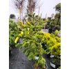Abies nordmanniana 'Robusta Pendula' (2)