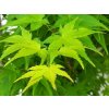 Javor dlanitolistý 'Aureum'  Acer palmatum 'Aureum'