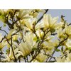 Magnolia Yellow River (2)