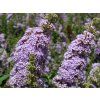 Komule Davidova 'High Five Purple'  Buddleja davidii 'High Five Purple'