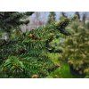 Abies alba 'Pyramidalis' (1)