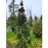 Abies alba 'Pyramidalis' (3)