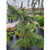 Abies concolor 'Gable�s Weeping' (4)