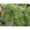Abies concolor 'Gable�s Weeping' (2)