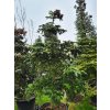 Abies delavayi 'Nana' (3)