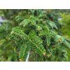 Abies delavayi 'Nana' (1)