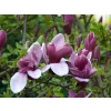Magnolie liliokvětá 'Nigra'  Magnolia liliiflora 'Nigra'