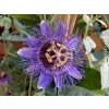 96719 mucenka purple haze