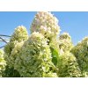 Hortenzie latnatá 'Grandiflora'  Hydrangea paniculata 'Grandiflora'
