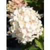 Hortenzie latnatá 'Grandiflora'  Hydrangea paniculata 'Grandiflora'