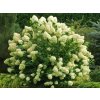 Hortenzie latnatá 'Grandiflora'  Hydrangea paniculata 'Grandiflora'