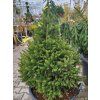 Picea abies 'Remontii' (3)