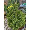 Picea abies 'Remontii' (1)