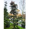 Picea jezoensis� (4)