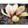 Magnolie 'Sunrise'  Magnolia 'Sunrise'