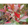 Photinia x fraseri 'Carré Rouge'