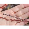 Vrba plazivá 'Armando'  Salix repens 'Armando'