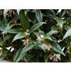 Masoplodka nízká 'Winter Gem'  Sarcococca hookeriana var. humilis 'Winter Gem'