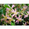 Jasmínovník vonný 'Pink Shower'  Trachelospermum jasminoides 'Pink Shower'