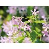 Jasmínovník vonný 'Pink Shower'  Trachelospermum jasminoides 'Pink Shower'