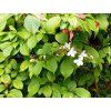 96908 kalina japonska summer snowflake