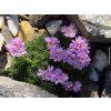 Trávnička trsnatá 'Brookside' - Armeria juniperifolia 'Brookside'  Armeria juniperifolia 'Brookside'