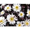 Kosmatec horský - Delosperma cf. alpinum  Delosperma cf. alpinum
