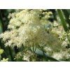 Tužebník jilmový - Filipendula ulmaria  Filipendula ulmaria
