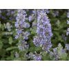 Šanta velkokvětá 'Summer Magic' (PBR) - Nepeta grandiflora 'Summer Magic' (PBR)  Nepeta grandiflora 'Summer Magic' (PBR)
