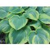 Bohyška 'Earth Angel' - Hosta 'Earth Angel'  Hosta 'Earth Angel'