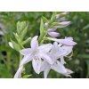 Bohyška 'Fragrant Bouquet' - Hosta 'Fragrant Bouquet'  Hosta 'Fragrant Bouquet'
