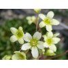 lutea
