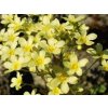 lutea