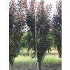 Švestkomeruňka 'Krasnaja Strela'  Prunus x hybrid 'Krasnaja Strela'