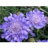 Hlaváč x hybr. 'Butterfly Blue' - Scabiosa x hybr. 'Butterfly Blue'  Scabiosa x hybr. 'Butterfly Blue'