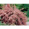 Čilimník 'Moyclare Pink'  Cytisus 'Moyclare Pink'
