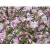 Čilimník 'Moyclare Pink'  Cytisus 'Moyclare Pink'