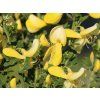 Čilimník 'Luna'  Cytisus 'Luna'