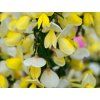 Čilimník 'Luna'  Cytisus 'Luna'