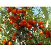 Rakytník řešetlákový 'Červená pochodeň'  Hippophae rhamnoides 'Červená pochodeň'